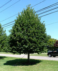 Greenspire™ Littleleaf Linden (Tilia cordata 'Greenspire') - 3 gallon 4'-5' WHIP