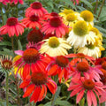 Cheyenne Spirit Coneflower (Echinacea cheyenne 'Spirit') - half gallon