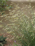 Blonde Ambition Blue Grama Grass (Bouteloua 'Blonde Ambition') - 3 gallon