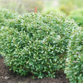 Strongbox® Inkberry holly (Ilex glabra 'Strong Box') - 3 gallon 10-12"