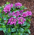 Pocahontas™ Purple Rose Bee Balm (Monarda didyma ‘Pocahontas Purple Rose’) - 1 gallon