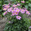 Curtain Call Pink Japanese Anemone (Anemone × hybrida ‘Curtain Call Pink’ PP#30,739) - 1 gallon