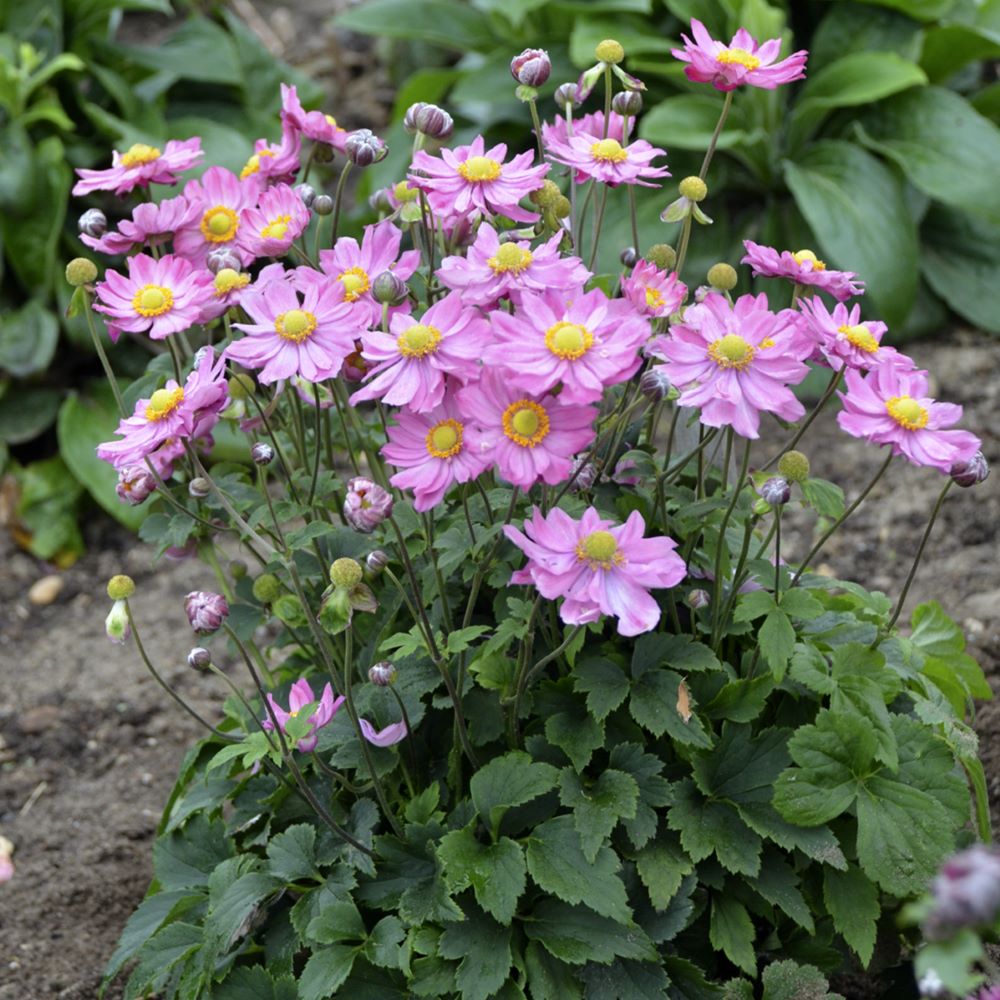 Curtain Call Pink Japanese Anemone (Anemone × hybrida ‘Curtain Call Pink’ PP#30,739) - 1 gallon