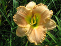 Elegant Candy Daylily (Hemerocallis T.A.N. 'Elegant Candy') - 1 gallon