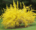 Spring Glory Forsythia (Forsythia x intermedia 'Spring Glory') - 3 gallon 24-30"