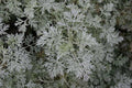Powis Castle Artemisia (Artemisia x 'Powis Castle') - 1 gallon