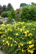 Happy Returns Daylily (Hemerocallis 'Happy Happy Returns') - 1 gallon