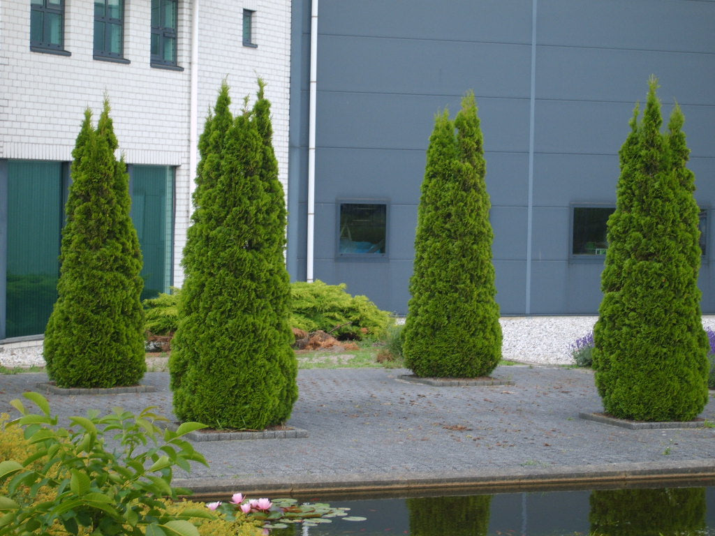 Emerald Green Arborvitae (Thuja occidentalis 'Smaragd') - 3 gallon 24"