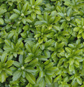 Japanese Spurge (Pachysandra terminalis) - 1 gallon