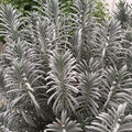 Sensational!® Lavender (Lavandula x i. 'Sensational') - half gallon