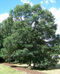 Swamp White Oak (Quercus bicolor) - 3 gallon