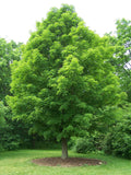 Sugar Maple (Acer saccharum) - 3 gallon