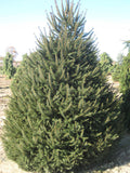 Norway Spruce (Picea abies) - 1 gallon 12"