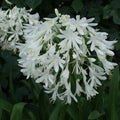Getty White Lily of the Nile (Agapanthus africanus 'Getty White') - QT
