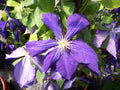Jackmanii Clematis (Clematis jackmanii 'Jackmanii') - QT