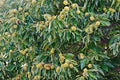 American Chestnut (Castanea american 'Chestnut') - 3 gallon 48"