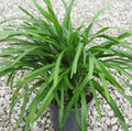 Big Blue Lily Turf (Liriope muscari 'Big Blue') - QT
