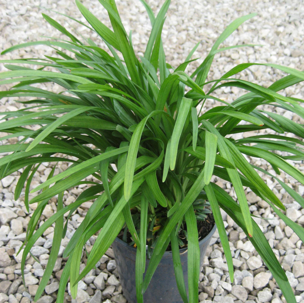 Big Blue Lily Turf (Liriope muscari 'Big Blue') - QT