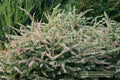 Sunjoy Sequins® Barberry (Berberis thunbergii 'Sunjoy Seguins') - QT