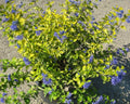 Sunshine Blue® II Bluebeard (Caryopteris sunshine 'Blue Ii') - QT