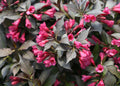 Spilled Wine® Weigela (Weigela spilled 'Bokraspiwi') - QT