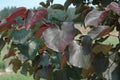 Merlot Redbud (Cercis canadensis 'Merlot') - 3 gallon 36"