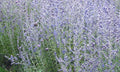 Blue Jean Baby Russian Sage (Perovskia atriplicifolia 'Blue Jean Baby') - QT