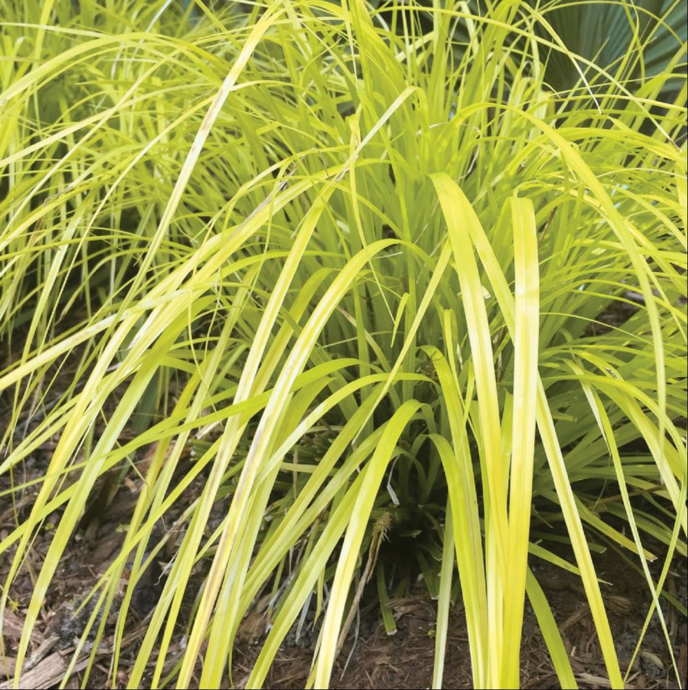 Evercolor® Everillo Gold Weeping Sedge (Carex oshimensis ‘Everillo’) - QT