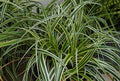 Feather Falls Sedge (Carex 'Carex Feather Falls') - QT