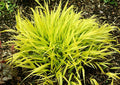 Japanese Forest Grass (Hakonechloa macra 'All Gold') - QT