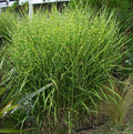 Porcupine Grass (Miscanthus sinensis 'Strictus') - QT