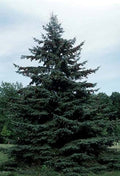 Black Hills Spruce (Picea glauca 'Densata') - 6" ECO POT