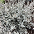 GardenGhost™ Artemesia (Artemisia garden 'Ghost') - QT