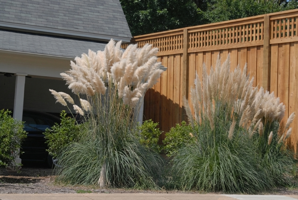 Pampas Grass (Cortaderia selloana) - QT