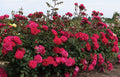 Triple Knock Out® Rose (Rosa 'Triple Knock Out' ('Radtriple' PP 37,338)) - 3 gallon