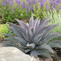 Purple People Eater Mangave (Mangave 'Purple People Eater') - QT