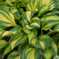 Hosta Rainbows End (Hosta rainbows 'End') - QT