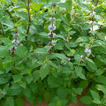 Hillary’s Sweet Lemon Mint (Mentha ‘Hillary’s Sweet Lemon’) - QT