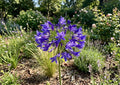 Blue African Lily (AGAPANTHUS AFRICANS BLUE) - 1 gallon