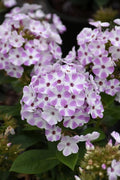 Flame® Lilac Star Dwarf Garden Phlox (Phlox  paniculata 'Flame® Lilac Star' ppaf) - 1 gallon