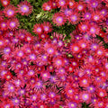 FLASHMOB™ 'Action Shot' Ice Plant (Delosperma 'Action Shot') - QT