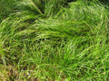 Pennsylvania Sedge (Carex pensylvanica 'Carex Pensylvanica') - QT