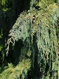 Green Arrow Alaskan Cedar (Chamaecyparis nootkatensis ‘Green Arrow’) - 1 gallon