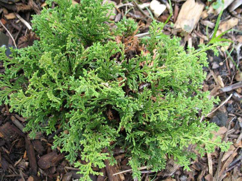 Red Star Atlantic White Cedar (Chamaecyparis thyoides 'Red Star) - QT