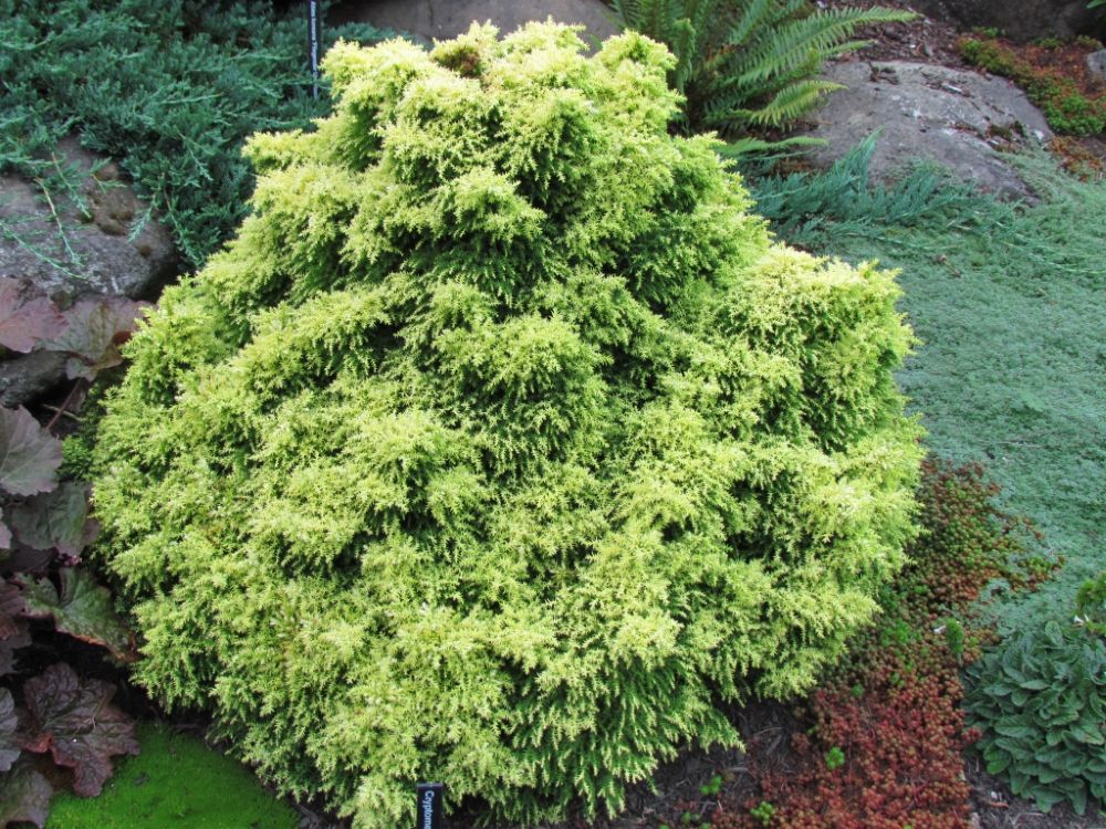 Twinkle Toes Dwarf Japanese Cedar (Cryptomeria japonica ‘Twinkle Toes’) - QT