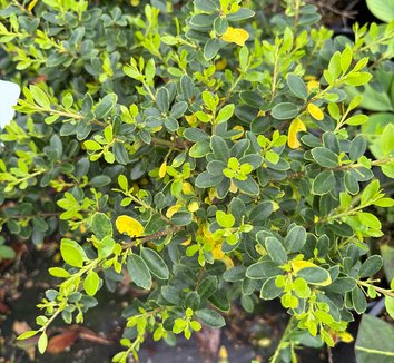 Green Dragon Japanese Holly (Ilex crenata 'green dragon') - QT