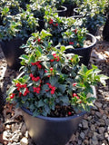‘Rock Garden’ Holly (Ilex x ‘Rock Garden’) - QT