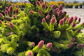 ‘Pusch’ Norway Spruce (Picea abies ‘Pusch’) - 1 gallon