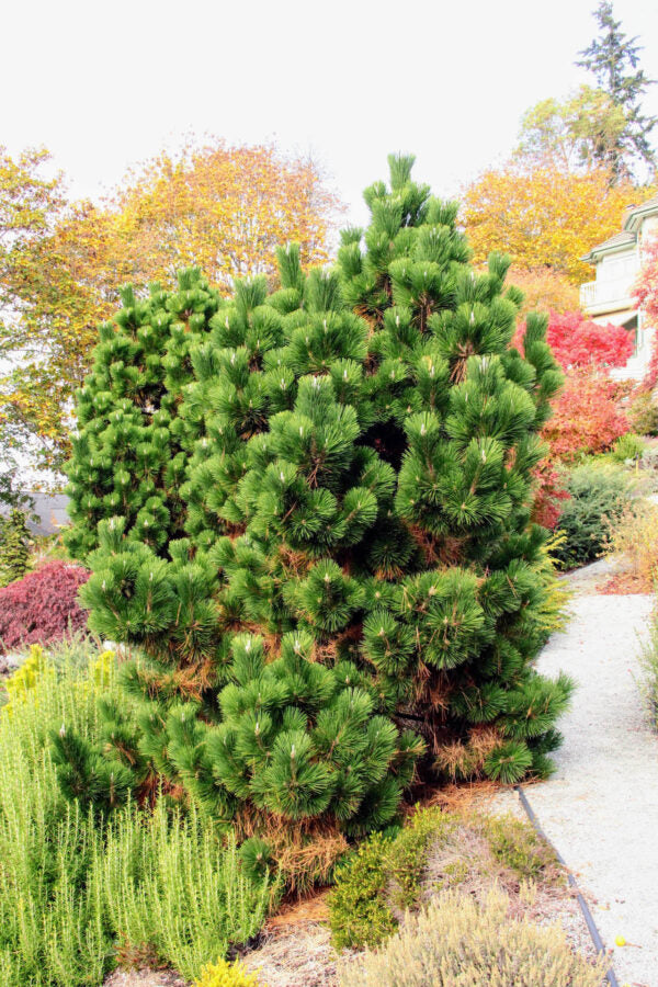 Thunderhead Japanese Black Pine (Pinus thunbergii 'Thunderhead') - 1 gallon