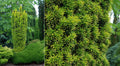 ‘Standishii’ English Yew (Taxus baccata 'Standishii') - QT